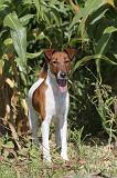 FOX TERRIER POIL LISSE 160